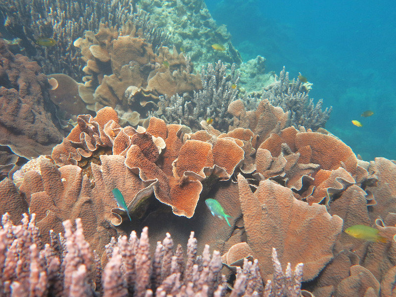 Snorkelling experience of coral on Ningaloo reef.
