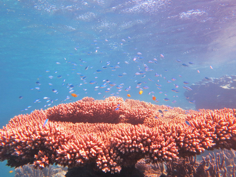 Ningaloo reef Coral Bay Western Australia.