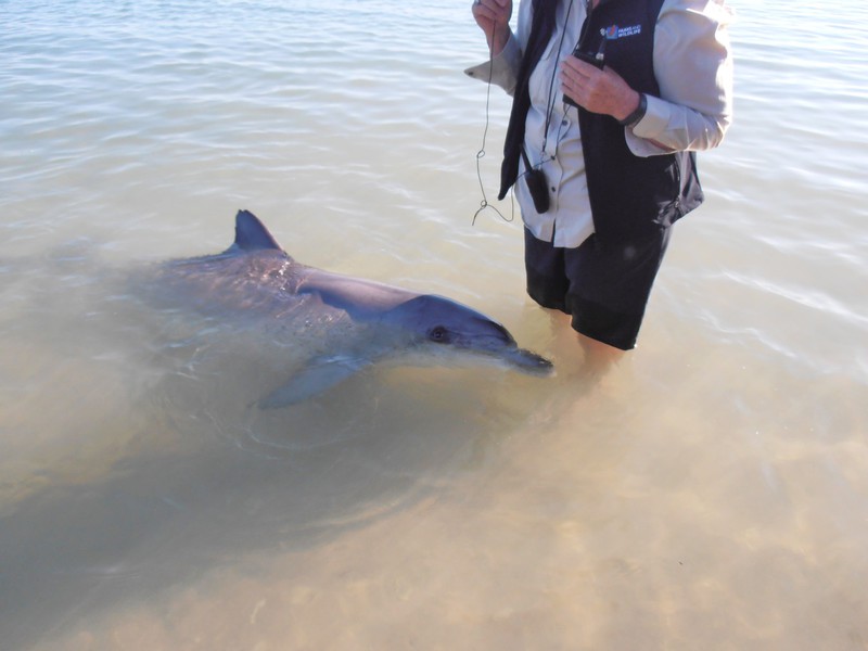 Dolphin feeding