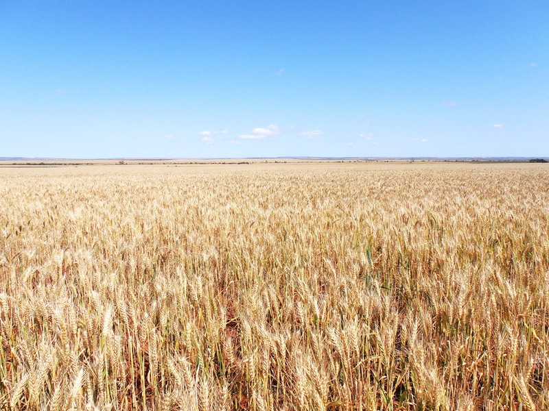 Endless Wheat Fields