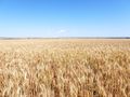 Endless Wheat Fields