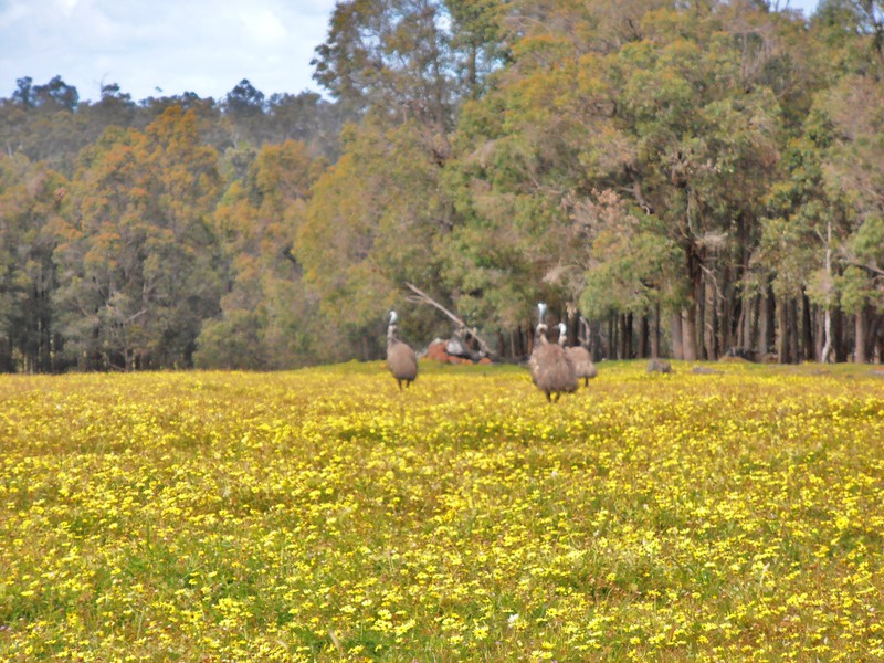 Field of wild flowers with Emus