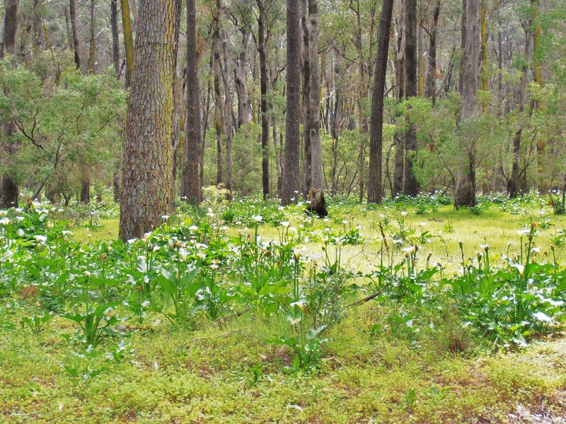 Tuart Forest National Park with fields of Lillies