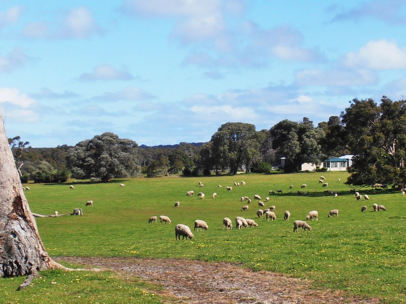 Sheep living in the good paddock