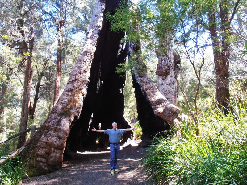 The Giant Tingle Tree.