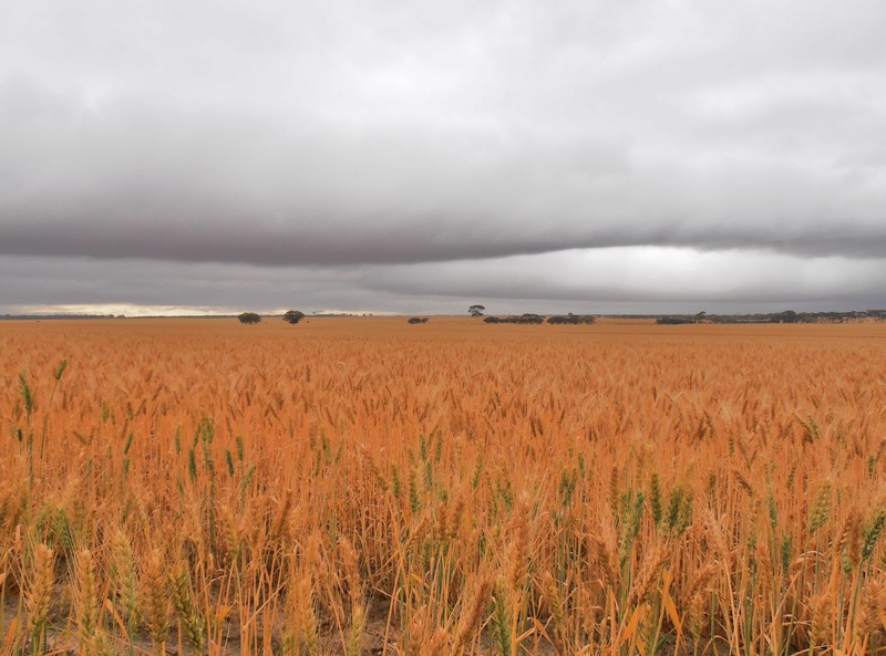 A storm building over the endless wheat fields.