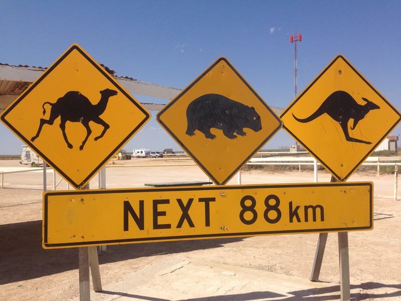 Watch out for the wild life on the Nullarbor