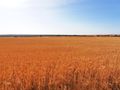 Rolling wheat fields