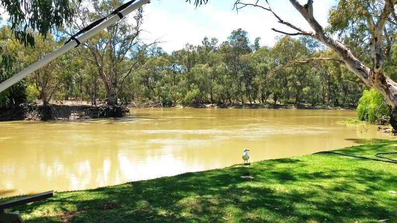 Murray River at Swan Hill
