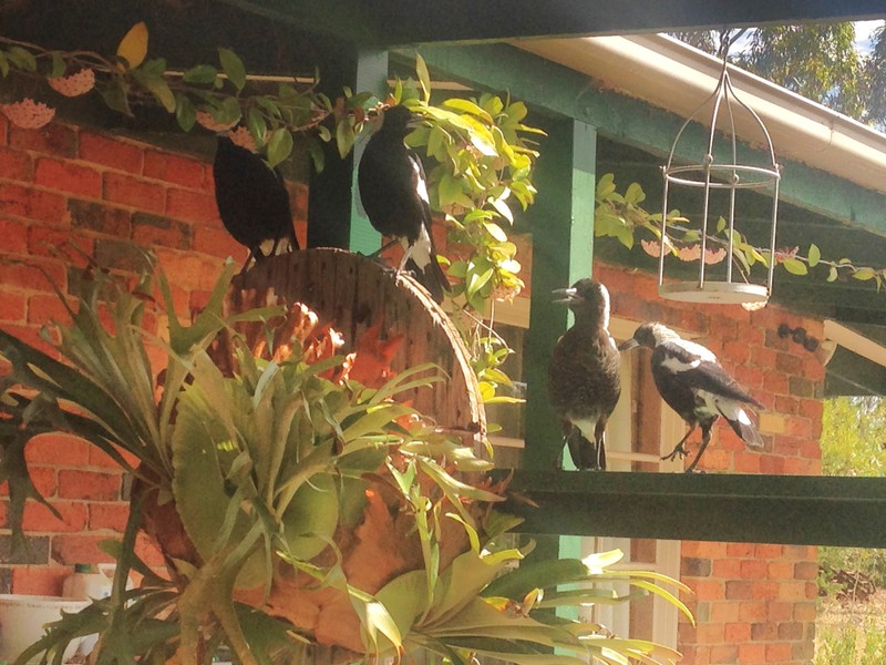 The resident Magpie family waiting to be fed