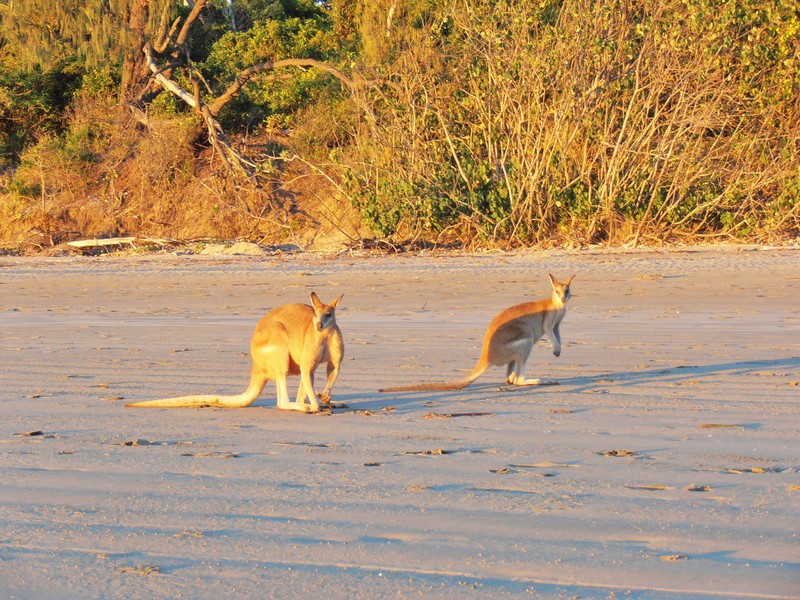 Kangaroos on the beach at Cape Hillsborough