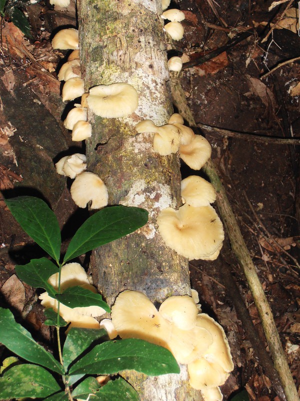 Rainforest fungi