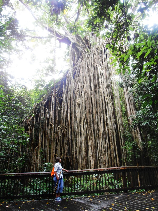 The Curtain Fig Tree