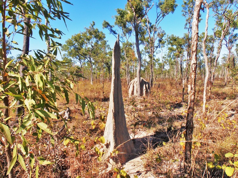 Magnetic Termite mound