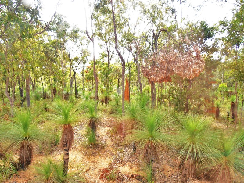Grass Trees and Termite mounds