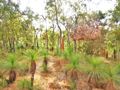Grass Trees and Termite mounds