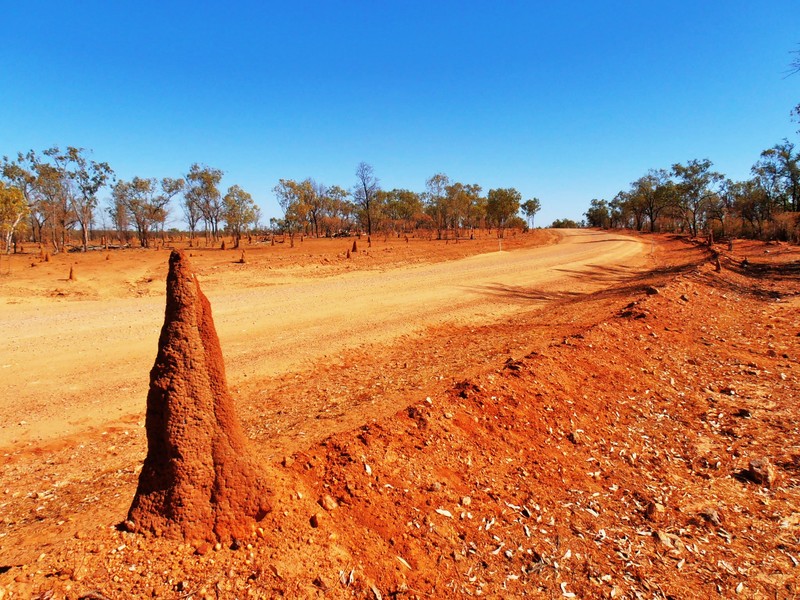 The Termites will build anywhere