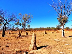 Georgetown Termite mounds