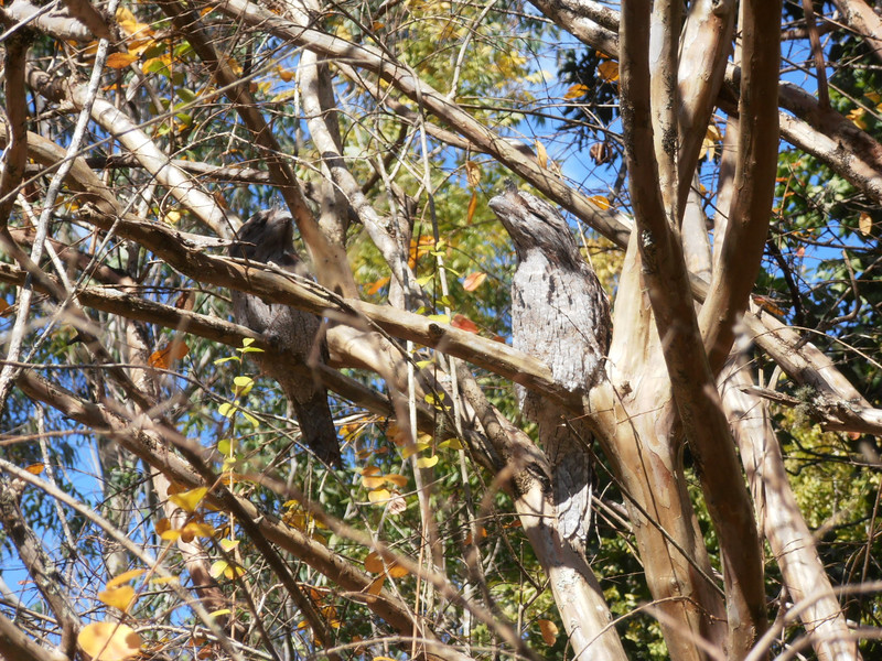 A couple of resident Tawny Frogmouths.