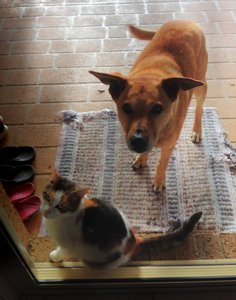 Is it breakfast yet? Puss and Rusty