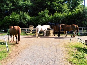 Our care horses at Tracebridge. Ollie, Brazil, Bob and Sally
