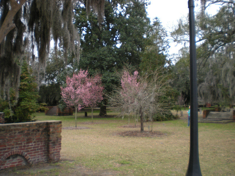 Savannah - First Signs of Spring