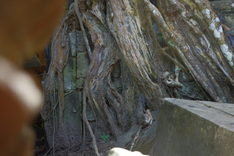 See the carving in the tree root