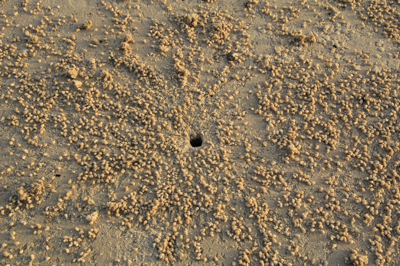 Crab nest