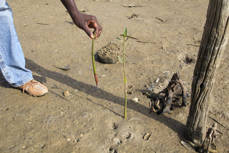 A young mangrove tree and demonstration how seedlings get planted 