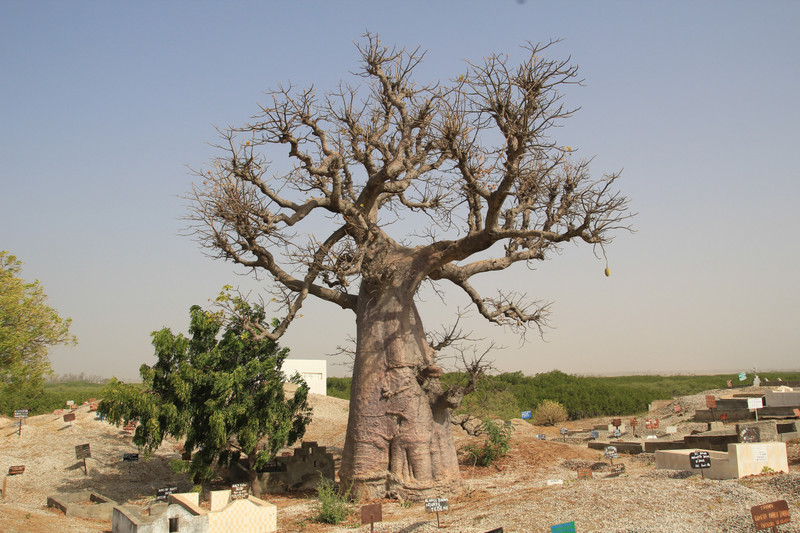 Baobab tree growing on the island of shells