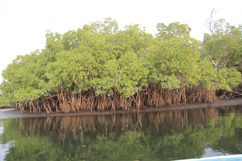 Mangrove in the Saloum Delta 