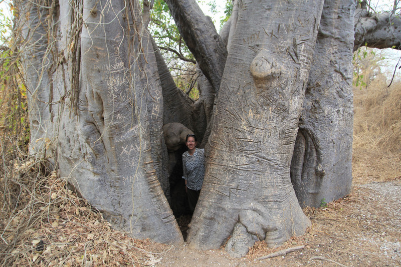 Holy and holey Baobab Tree