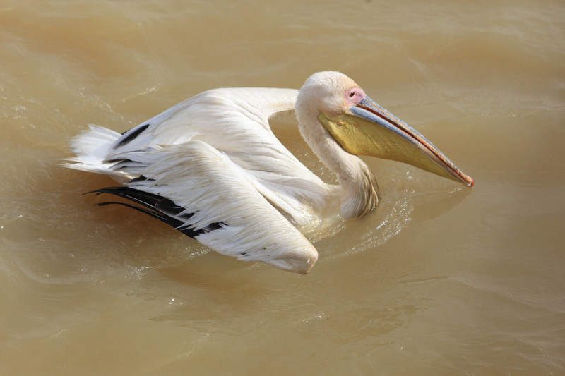 Pelican in Djoudj National Bird Sanctuary