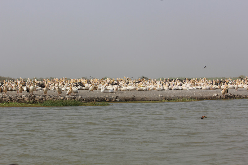 An island with 10,000 pelicans