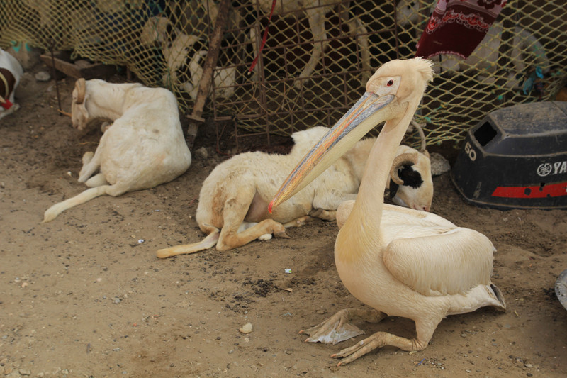 Domesticated pelican 