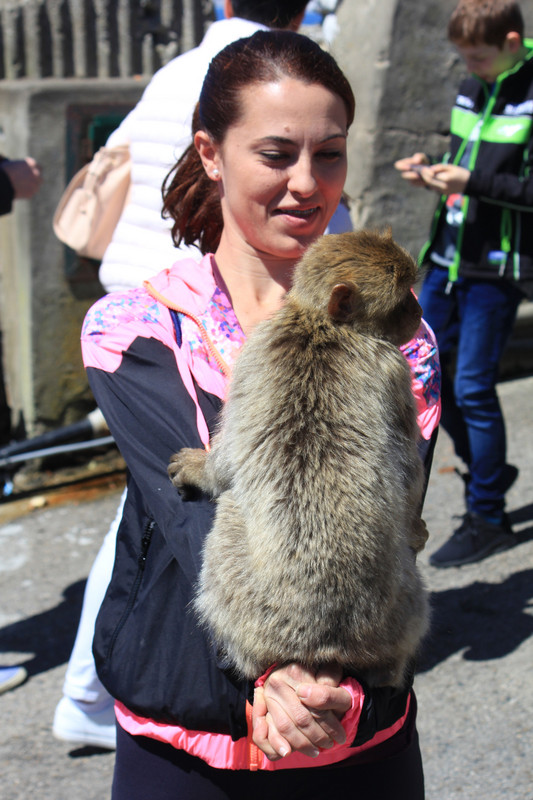 A macaque clinging onto a young woman