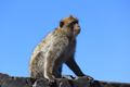 A macaque