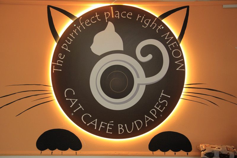 The Cat Café