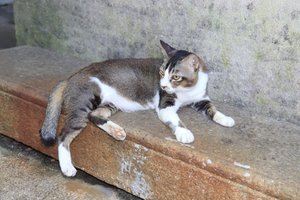 We did see at least one real cat in George Town