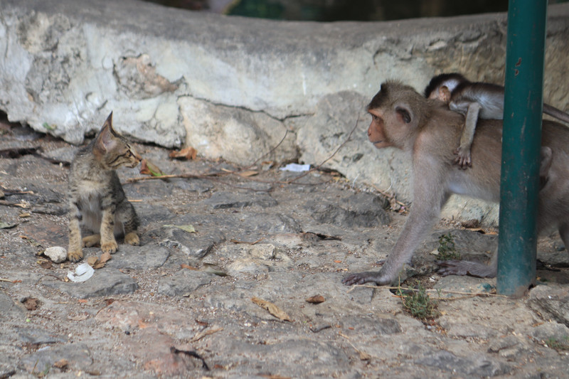 Aggressive monkeys - terrified of a kitten