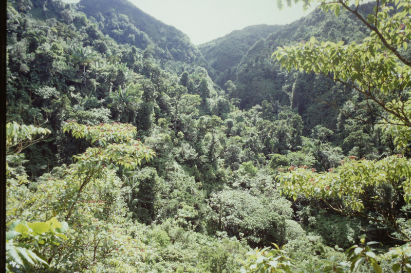 Thick rainforest