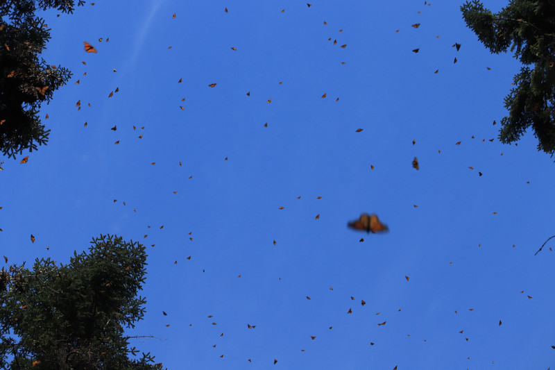 Swarms of butterflies