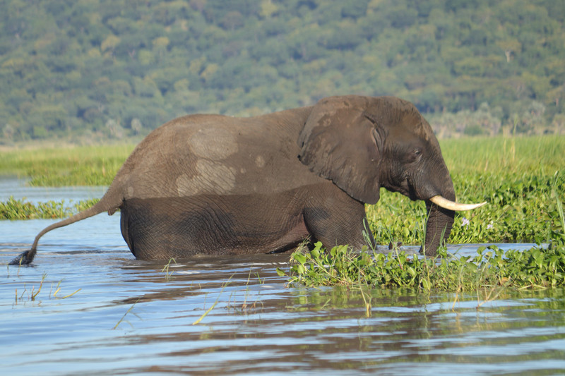 Wading elephant