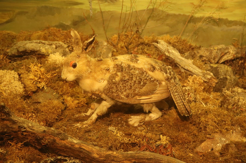 Skvader made by a taxidermist