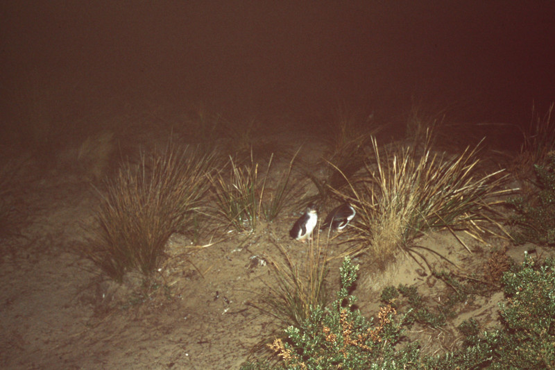 Penguins on Bruny Island