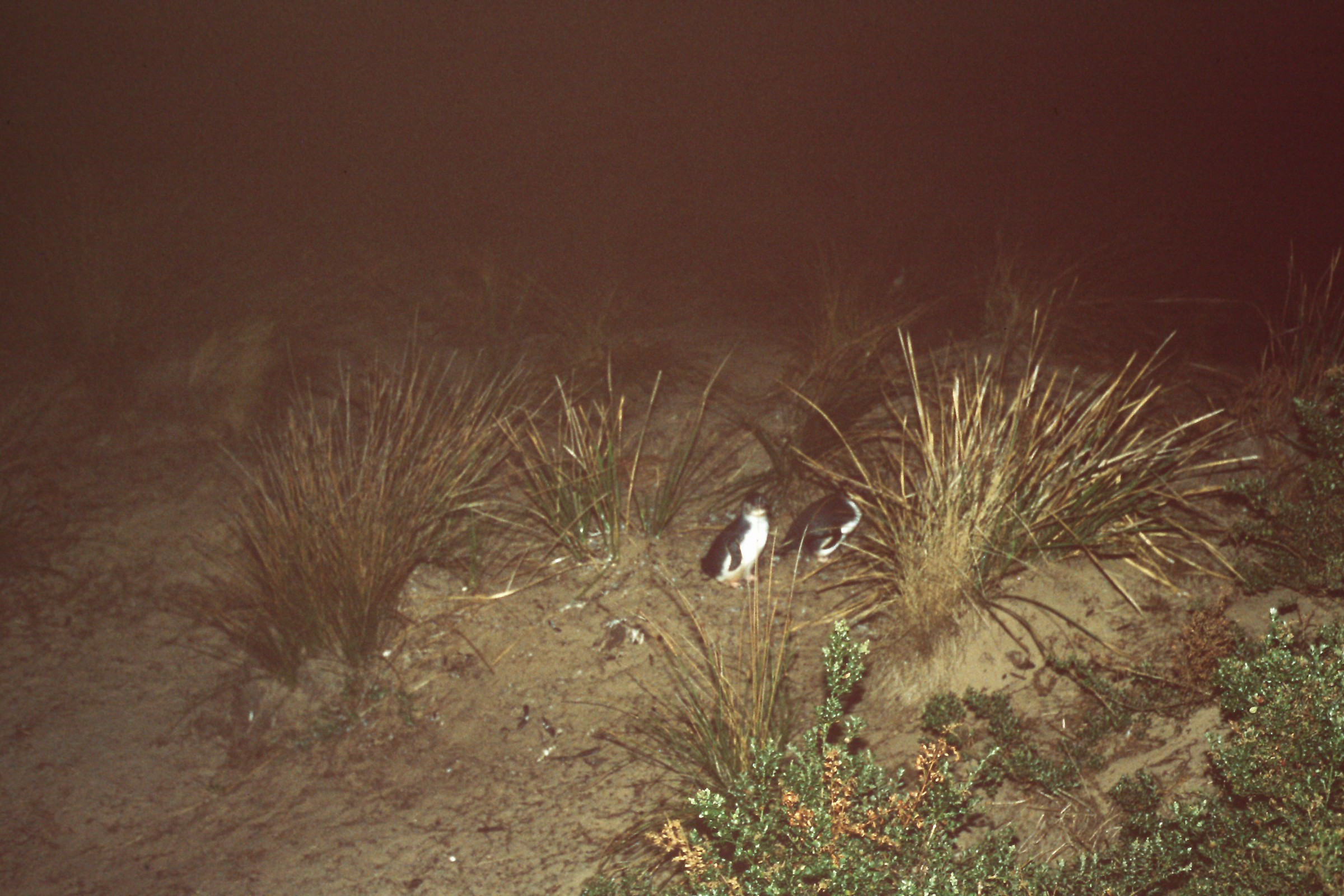 Penguins on Bruny Island | Photo