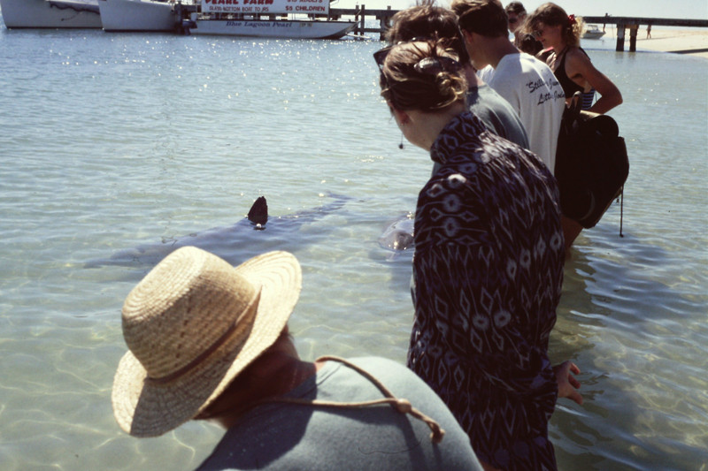 Dolphin and tourists at Monkey Mia