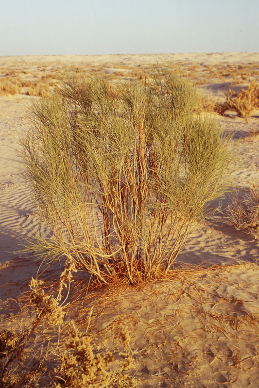 Plant in the desert