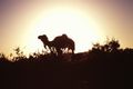 Dromedary in the sunset