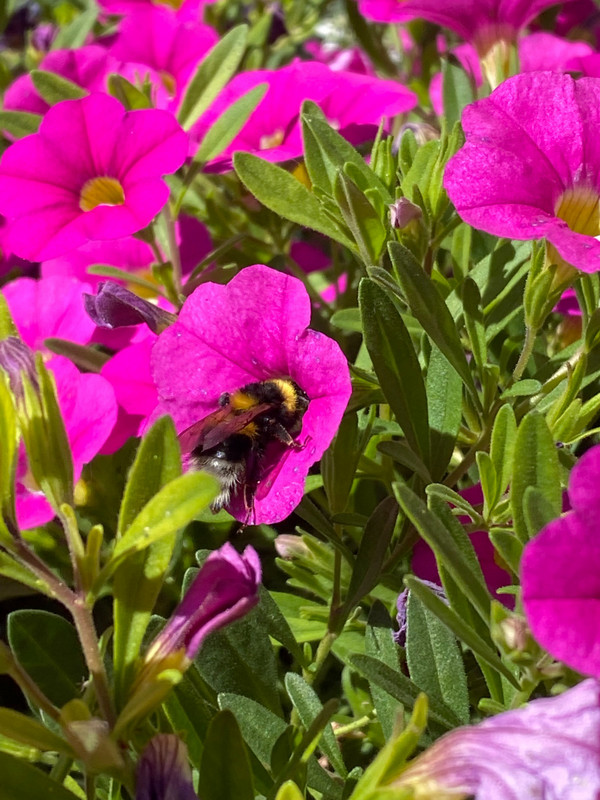 Flowers and a bumblebee 